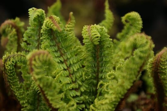 Dryopteris affinis Crispa Congesta- paparde