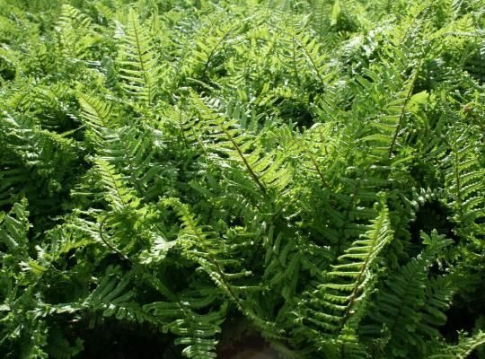Dryopteris affinis Cristata the king- paparde