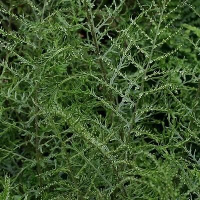 Dryopteris filix- mas Linearis Polydactyla- vīrpaparde