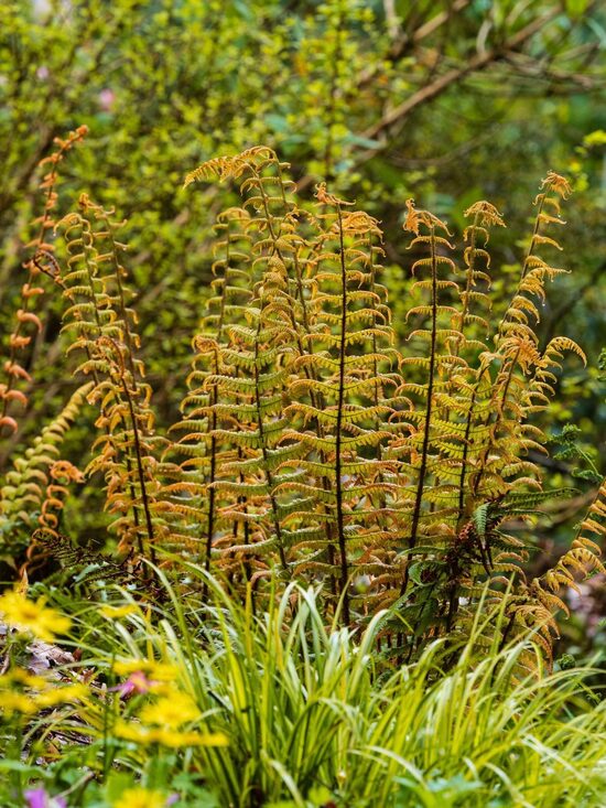 Dryopteris wallichiana Jurassic Gold- paparde
