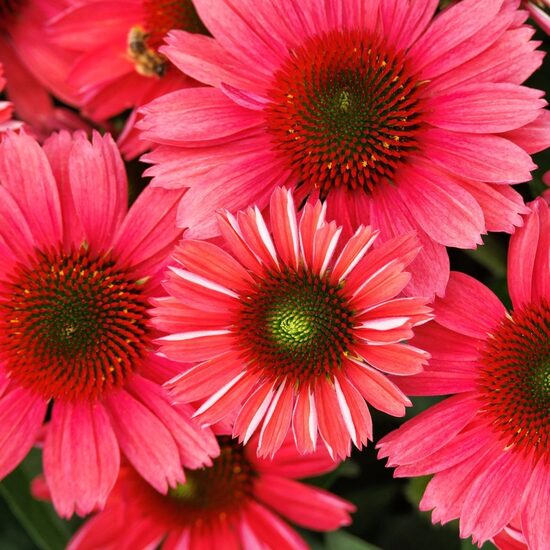 Echinacea purpurea SunMagic Vintage Watermelon- ehinācija