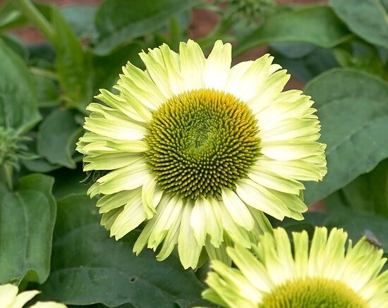Echinacea purpurea Sunseekers Apple Green- ehinācija