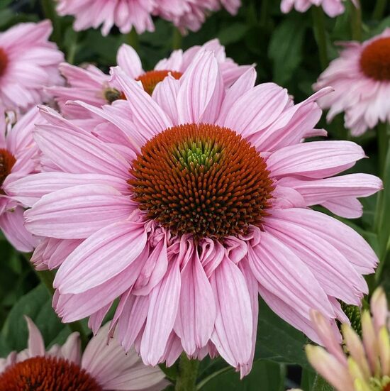 Echinacea purpurea Sunseekers Blush- ehinācija