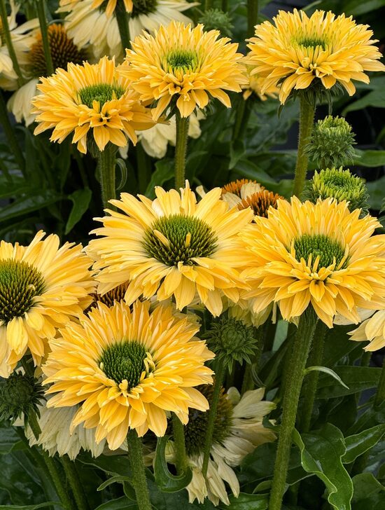 Echinacea purpurea Sunseekers Limoncello- ehinācija