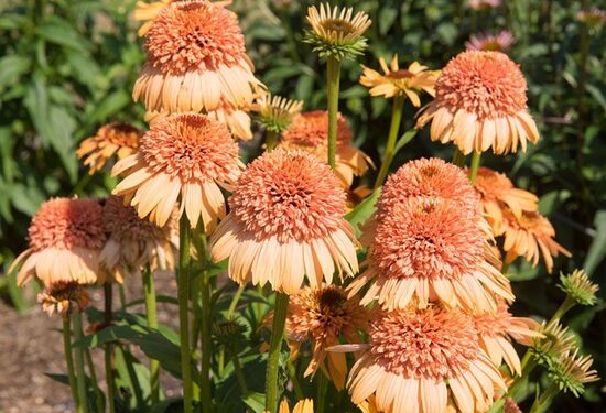 Echinacea purpurea Supreme Cantaloupe- ehinācija