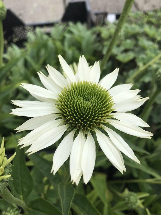 Echinacea purpurea Virgin- ehinācija