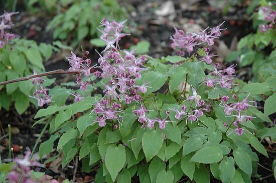 Epimedium grandiflorum Lilafee- epimēdija