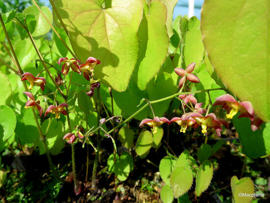 Epimedium Little Shrimp- epimēdija