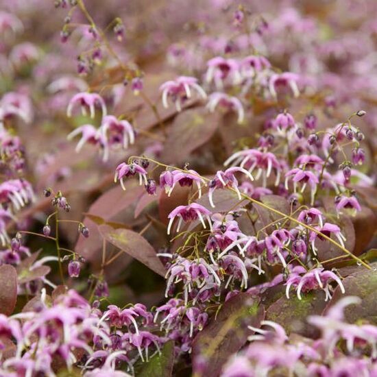 Epimedium Pretty in Pink- epimēdija