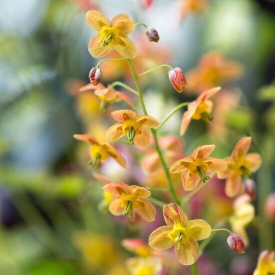 Epimedium x warleyense Orangekönigin- epimēdija