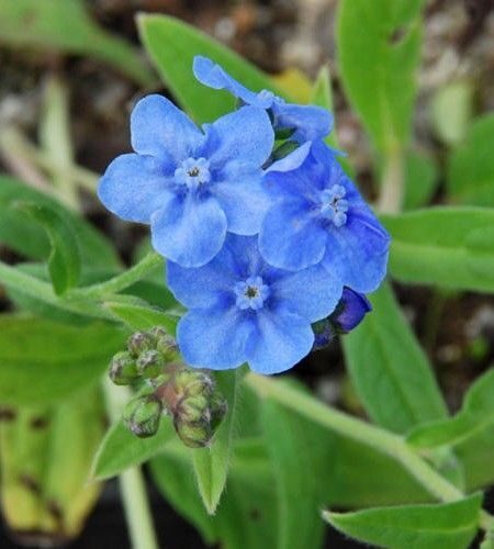 Eritrichium canum Baby Blue