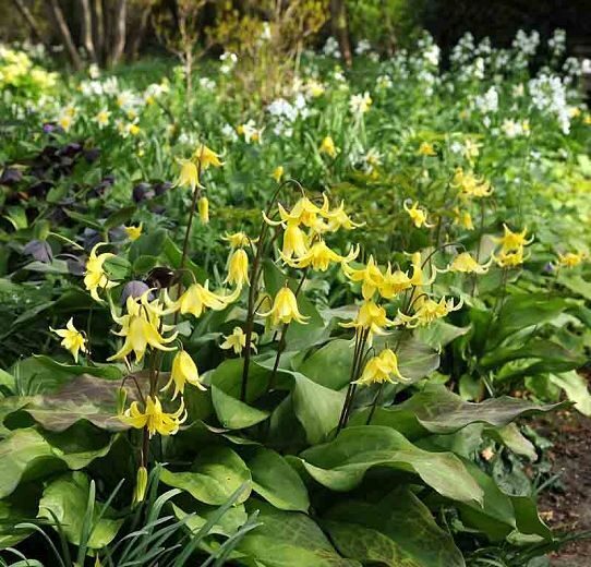 Erythronium Pagoda- eritronija (iep.3 gab)