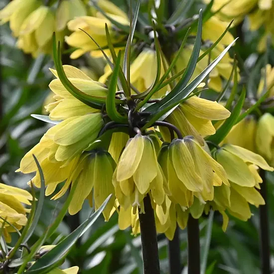 Fritillaria Helena- fritilārija (iep.1gab)