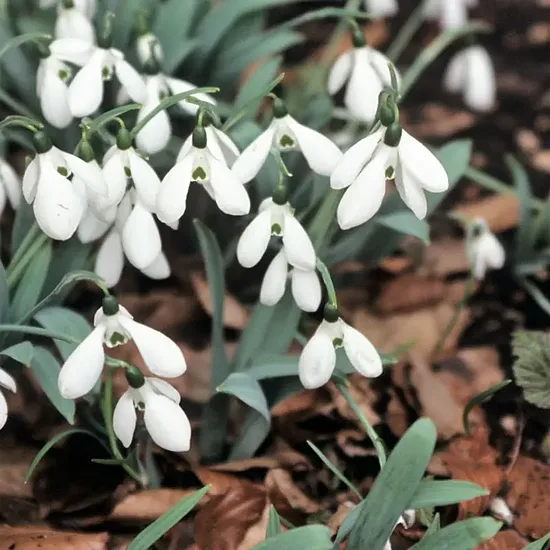 Galanthus elwesii- sniegpulksteņi (iep.5 gab)