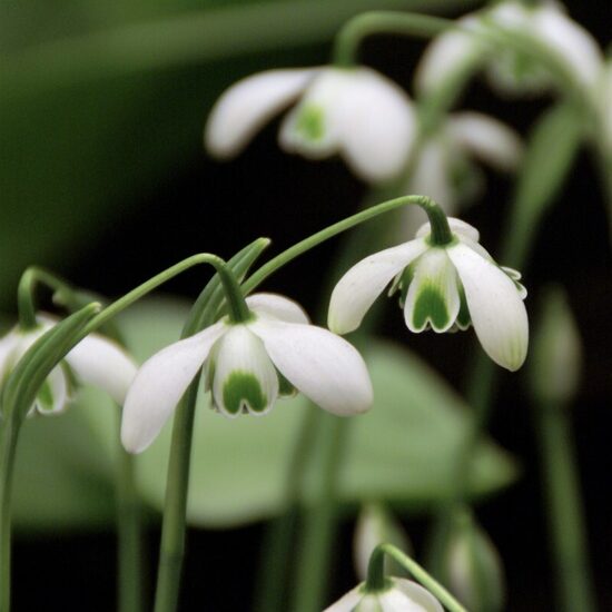 Galanthus Hippolyta- sniegpulksteņi (iep.3 gab)