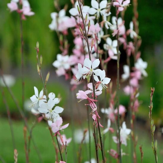 Gaura lindheimeri Whirling Butterflies- gaura