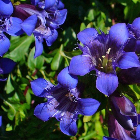 Gentiana septemfida var. lagodechiana- genciāna