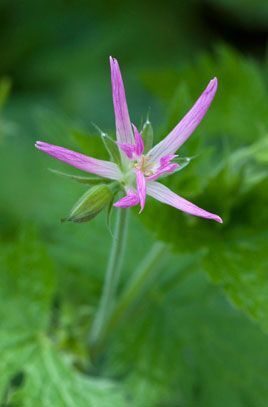 Geranium × oxonianum f. thurstonianum Sherwood- gandrene