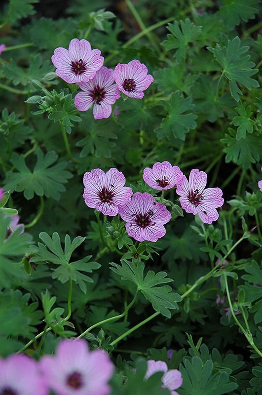 Geranium (cinereum group) Ballerina- gandrene