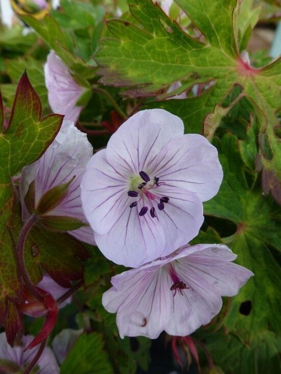 Geranium Lilac Ice- gandrene