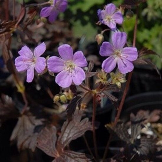 Geranium maculatum Elizabeth Ann- gandrene