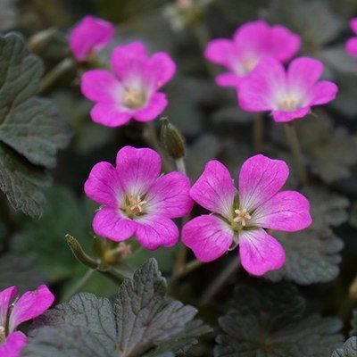 Geranium Orkney Cherry- gandrene