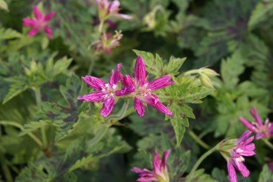 Geranium oxonianum Sue Cox