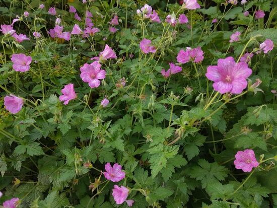 Geranium Sharon- gandrene