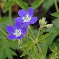 Geranium sylvaticum Amy Doncaster- gandrene
