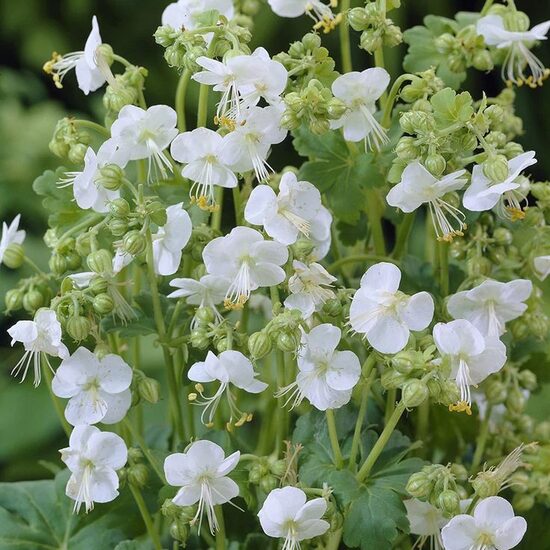 Geranium macrorrhizum White Ness- gandrene