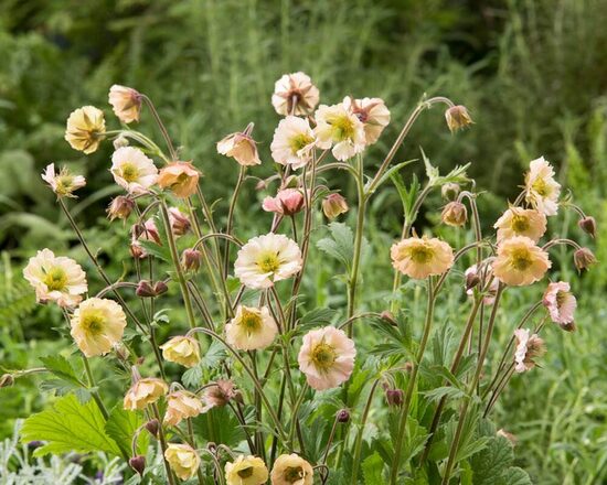 Geum Apricot Pearl- bitene