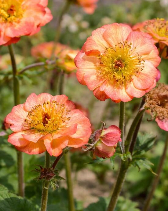 Geum boliviensis Mango Lassi- bitene