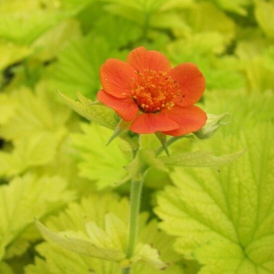 Geum coccineum Eos- bitene