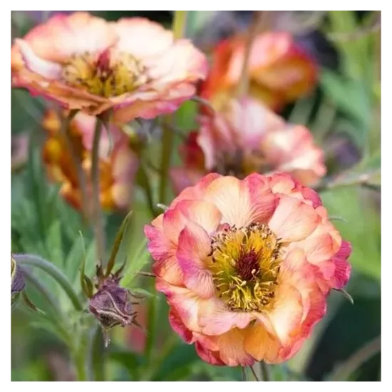 Geum Pink Nonna- bitene