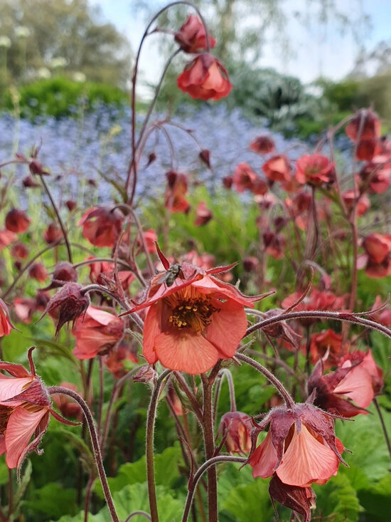 Geum rivale Leonard's Variety- bitene