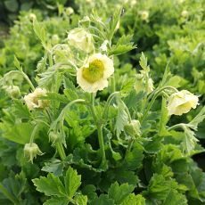 Geum Tales of Hex- bitene