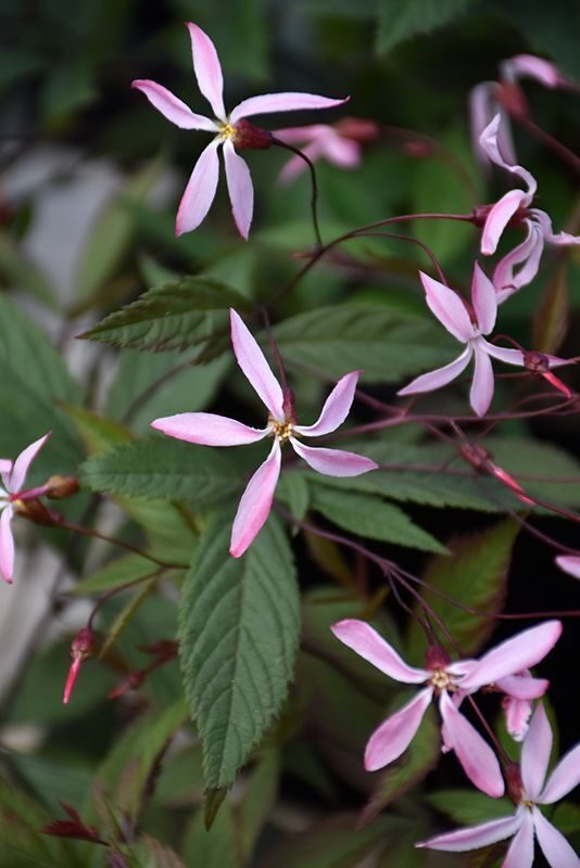Gillenia trifoliata Pink Profusion- gilēnija