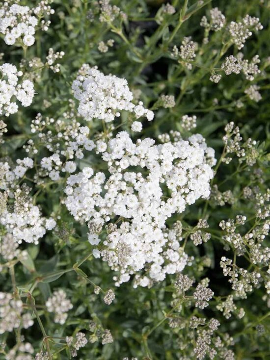 Gypsophila paniculata Festival White Flare- plīvurpuķe