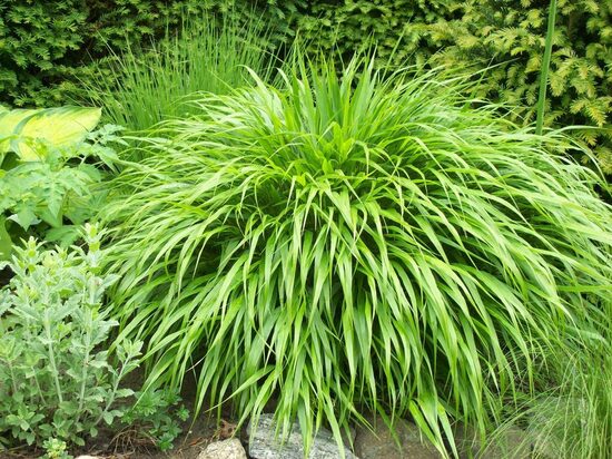 Hakonechloa macra Beni Kaze- Japānas meža zāle