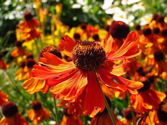 Helenium Moerheim Beauty- helēnija