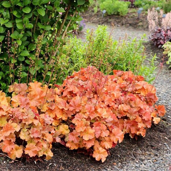 Heuchera Northern Exposure Amber- heihēra