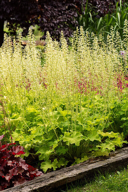 Heuchera Rex Lime- heihēra