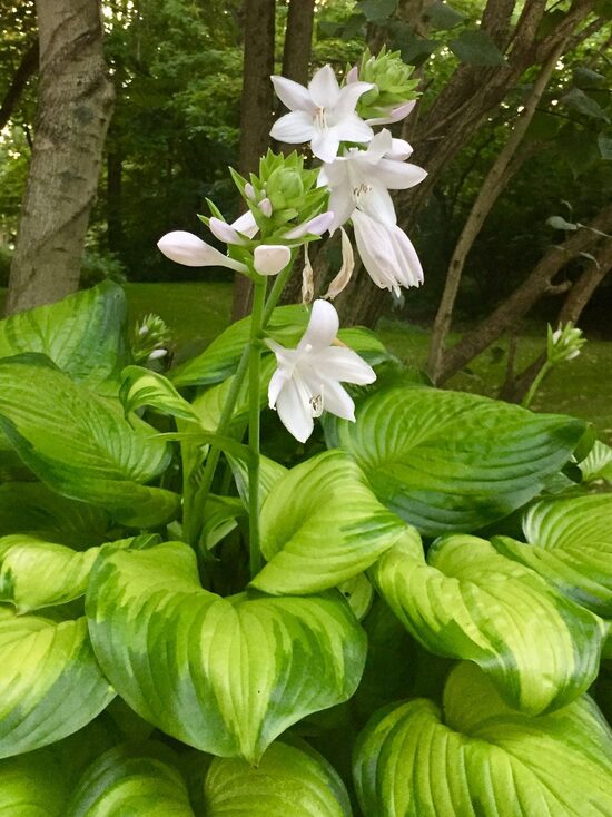 Hosta Avocado- hosta