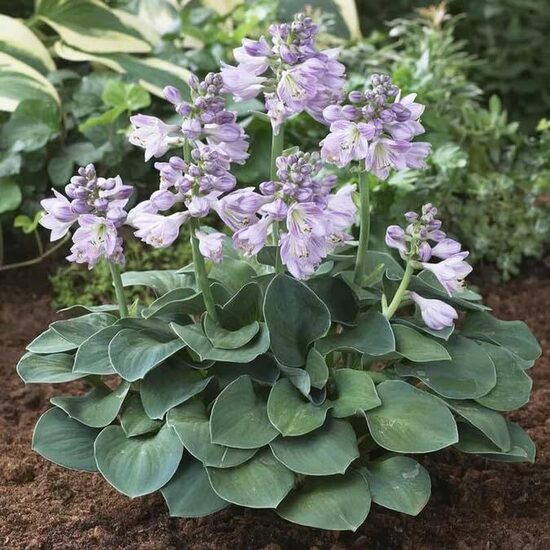 Hosta Blue Mouse Ears- hosta