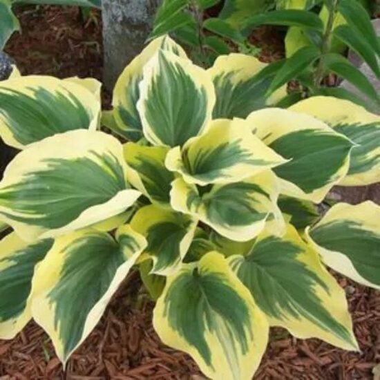 Hosta Liberty- hosta