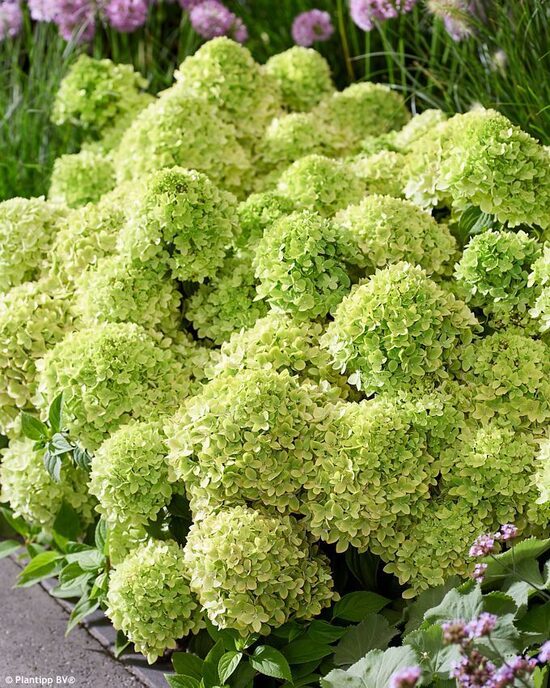 Hydrangea paniculata Groundbreaker Greeny- skarainā hortenzija