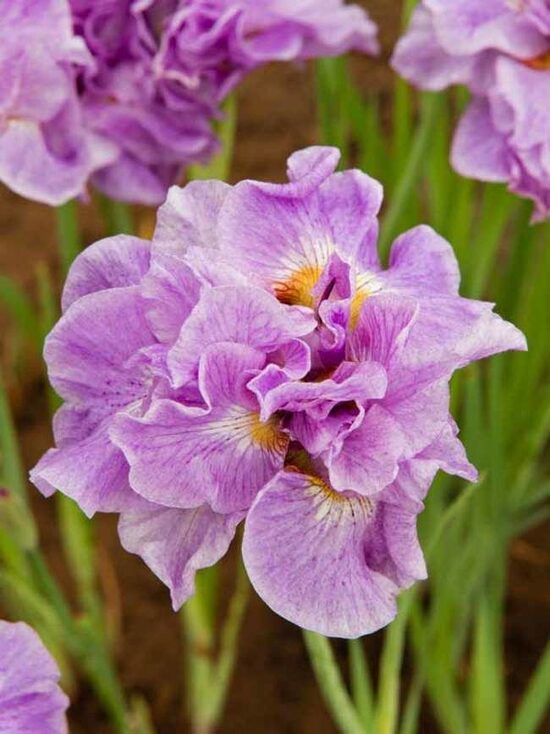 Iris sibirica Pink Parfait- Sibīrijas īriss