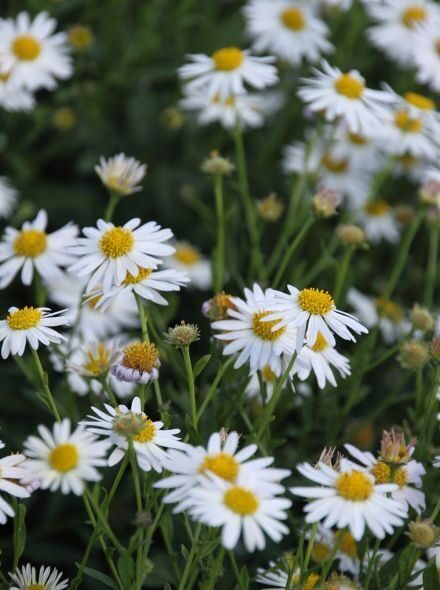 Kalimeris incisa Alba- skaistastere/ kalimēris
