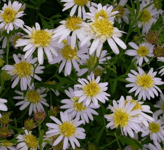 Kalimeris pinnatifida Hortensis- Japānas astere