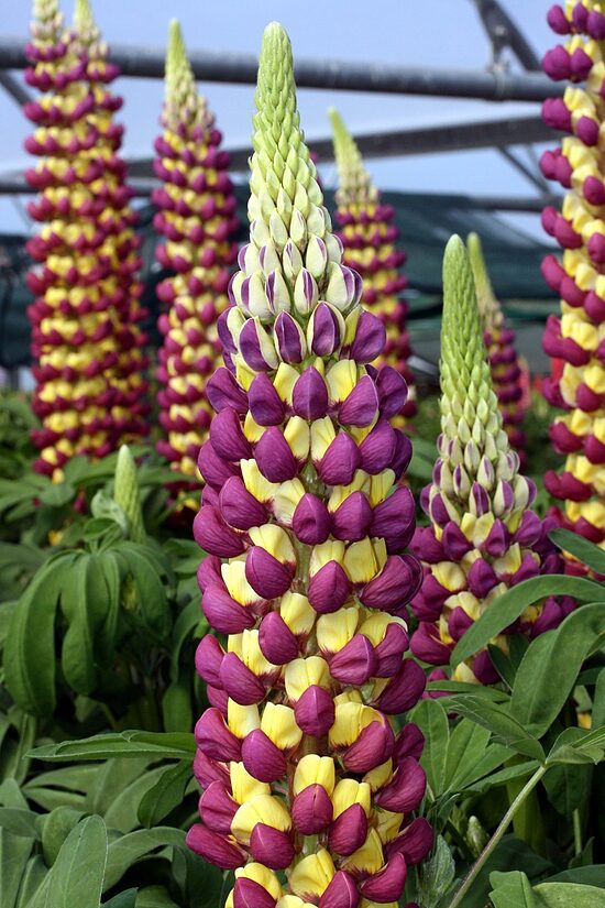 Lupinus x hybridus Manhattan Lights- lupīna